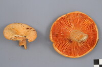 Lactarius thyinos image